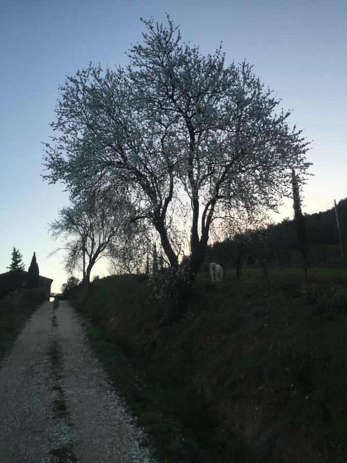 Podere Baloo Suvereto Exterior foto