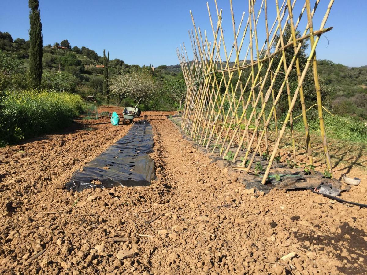 Podere Baloo Suvereto Exterior foto