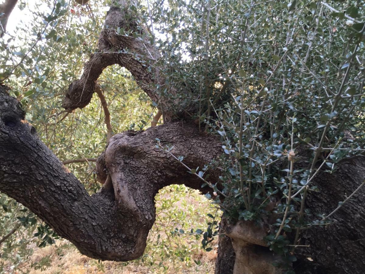 Podere Baloo Suvereto Exterior foto
